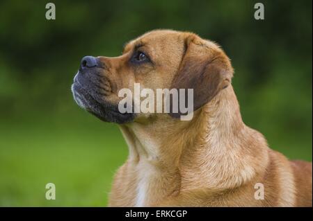 Ritratto di Puggle Foto Stock