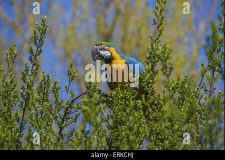 Blu e Oro macaw Bird Park Marlow Foto Stock