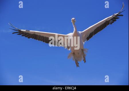 Great White pelican Bird Park Marlow Foto Stock