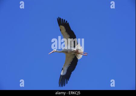 Cicogna bianca Bird Park Marlow Foto Stock