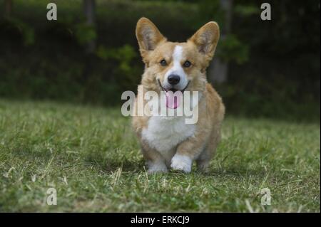 Camminare Welsh Corgi Pembroke Foto Stock