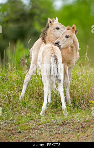 Konik, Wild Horse, due puledri giocando, Oranienbaum brughiera, Sassonia-Anhalt, Germania Foto Stock
