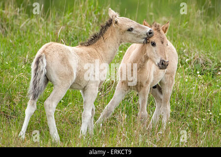 Konik, Wild Horse, due puledri giocando, Oranienbaum brughiera, Sassonia-Anhalt, Germania Foto Stock