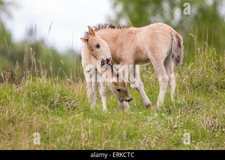 Konik, Wild Horse, due puledri giocando, Oranienbaum brughiera, Sassonia-Anhalt, Germania Foto Stock