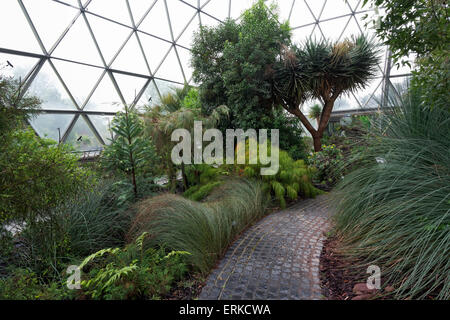 Vegetazione mediterranea in serra, giardino botanico dell'università di Heinrich-Heine, Düsseldorf, Renania settentrionale-Vestfalia Foto Stock