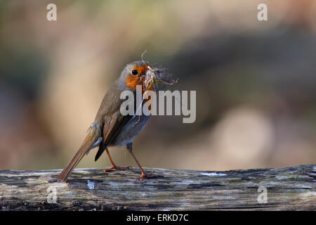 Robin (Erithacus rubecula) con materiale di nidificazione, Riserva della Biosfera dell'Elba centrale, Sassonia-Anhalt, Germania Foto Stock