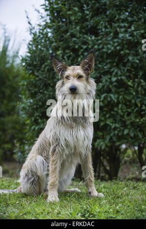 Udienza Berger Picard cane Foto Stock