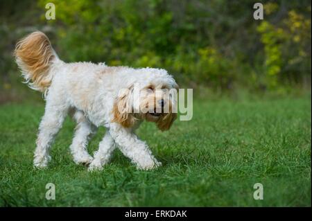 a piedi Cavapoo Foto Stock