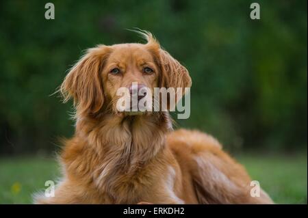 Nova Scotia Duck Tolling Retriever ritratto Foto Stock