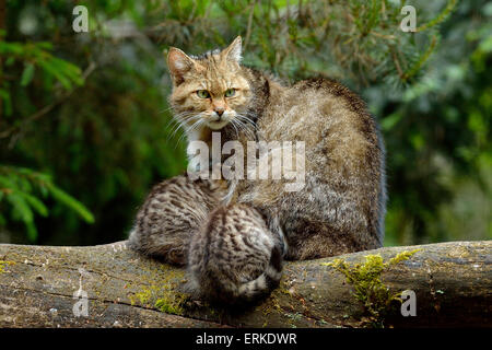 Gatto selvatico europeo (Felis silvestris silvestris), femmina lattante suoi cuccioli, Langenberg, Langnau, Svizzera Foto Stock