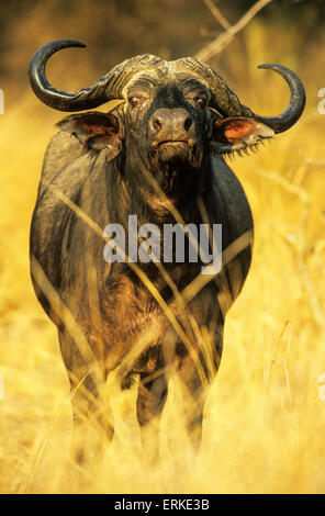 African Buffalo (Syncerus caffer caffer), Bull, South Luangwa National Park, Zambia Foto Stock