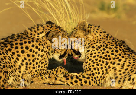 Ghepardi (Acinonyx jubatus), coppia di toelettatura, captive, Namibia Foto Stock