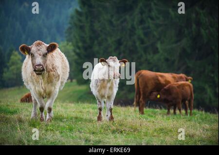 Bestiame bovino Foto Stock