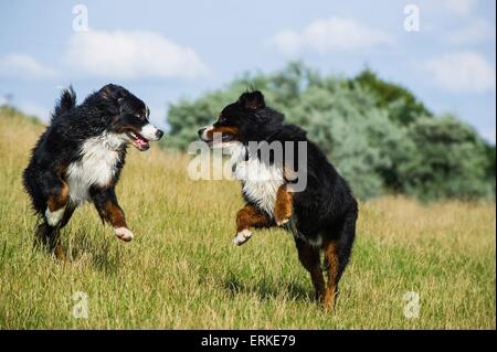 2 Bernese cani di montagna Foto Stock