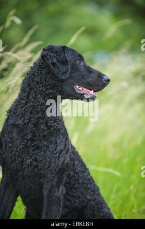 Curly rivestite Retriever ritratto Foto Stock