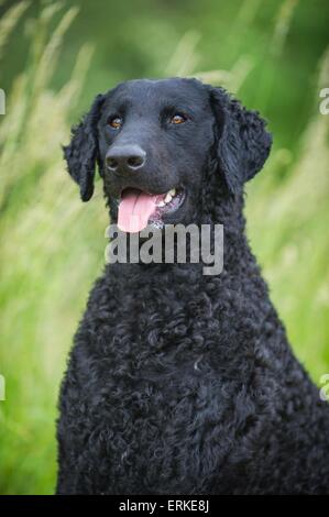 Curly rivestite Retriever ritratto Foto Stock