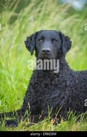 Giacente Curly rivestite Retriever Foto Stock