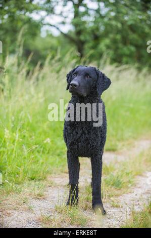 In piedi rivestiti ricci Retriever Foto Stock