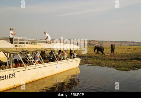 I turisti in una crociera in barca sul fiume Chobe osservare un gruppo di alimentazione l'elefante africano (Loxodonta africana) Foto Stock