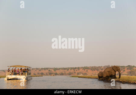 I turisti in una crociera in barca sul fiume Chobe osservare un gruppo dell'elefante africano (Loxodonta africana) che hanno appena attraversato Foto Stock