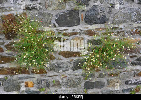 Spagnolo (Daisy Erigeron karvinskianus), Saint Quay-Portrieux, Côtes d'Armor Bretagna, Francia Foto Stock