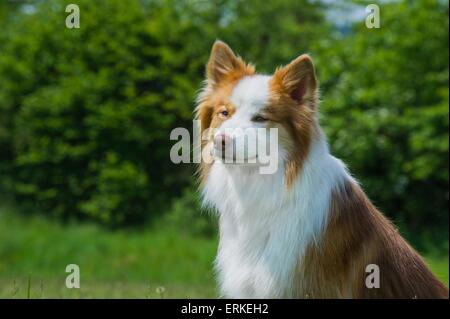 Sheepdog islandese ritratto Foto Stock