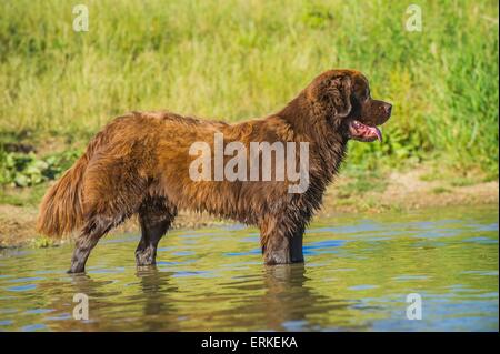 Permanente del cane di Terranova Foto Stock