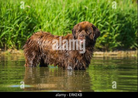 La balneazione cane di Terranova Foto Stock