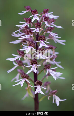 Ibrido naturale Orchidea militare x Lady Orchid (Orchis militaris Orchis purpurea x), Rothenstein riserva naturale, Turingia Foto Stock