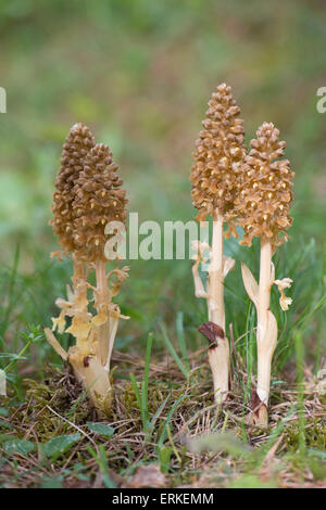 Bird's-nest Orchid (Neottia nidus-avis), Rothenstein riserva naturale, Turingia, Germania Foto Stock