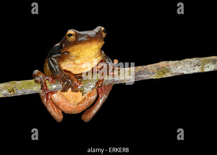 Suriname golden-eyed raganella (Trachycephalus coriaceus), la foresta pluviale amazzonica Yasuni National Park, Ecuador Foto Stock