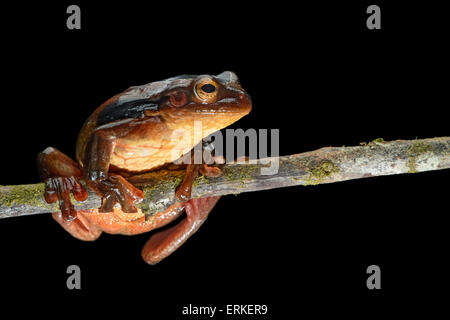 Suriname golden-eyed raganella (Trachycephalus coriaceus), la foresta pluviale amazzonica Yasuni National Park, Ecuador Foto Stock