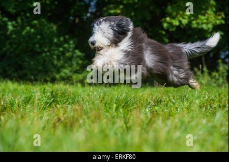 Jumping barbuto Collie Foto Stock