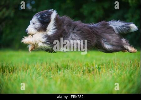 Jumping barbuto Collie Foto Stock