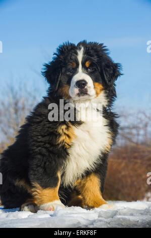 Bovaro del Bernese cucciolo Foto Stock