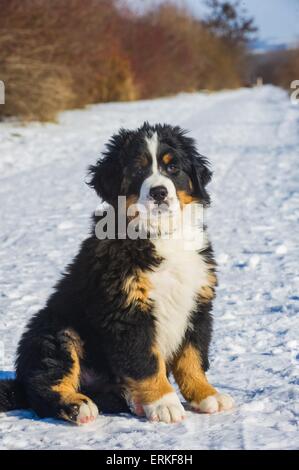 Bovaro del Bernese cucciolo Foto Stock