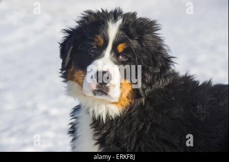 Bovaro del Bernese cucciolo Foto Stock