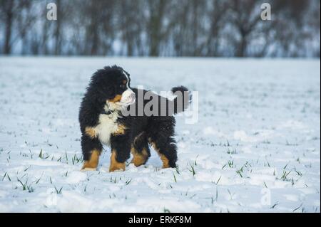 Bovaro del Bernese cucciolo Foto Stock