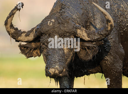 Bufali (Syncerus caffer caffer), Bull ha già godendo un bagno di fango, Chobe National Park, Botswana Foto Stock