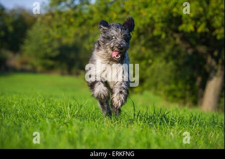 Esecuzione Waeller Sheepdog Foto Stock