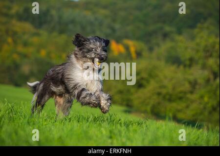 Esecuzione Waeller Sheepdog Foto Stock