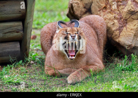 Un (caracal Caracal caracal) nel Drakenstein Lion Park, Klapmuts, Cape Winelands, Sud Africa. Foto Stock