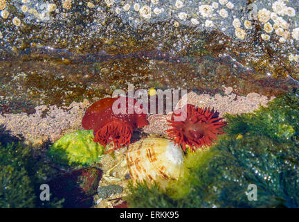 Beadlet Anemone, Actinia equina, Rockpool, Ardtoe beach, a Ardnamurchan Peninsula, Lochaber, altopiani, Scozia Foto Stock