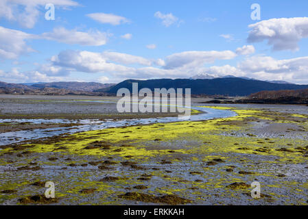 Alga verde esposta a bassa marea, Kentra Bay, a Ardnamurchan Peninsula, Lochaber, altopiani, Scozia Foto Stock