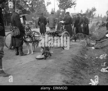 Pistola belga cane squadre prendere un periodo di riposo e prendere il cibo sulla strada di Hofstade 28 Settembre 1914 Foto Stock