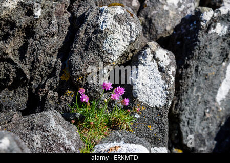 La parsimonia, Armeria maritima, millefiori, a Ardnamurchan Peninsula, Lochaber, altopiani, Scozia Foto Stock