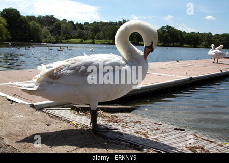 Il torneo di Wimbledon, Londra, Regno Unito. Il 4 giugno 2015. I cigni sul lago di Wimbledon in una calda giornata estiva. Credito: amer ghazzal/Alamy Live News Foto Stock