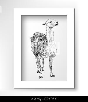 Illustrazione lama, schizzo digitale di animale, realistico disegno nero Illustrazione Vettoriale