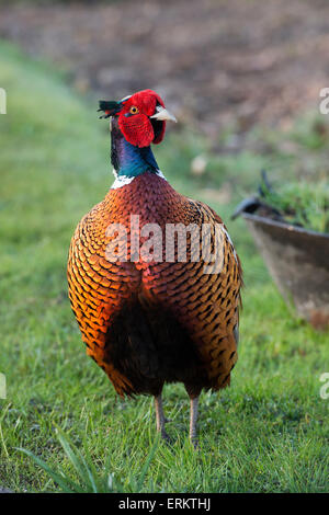 Phasianus colchicus. Fagiano maschio in un giardino scozzese Foto Stock