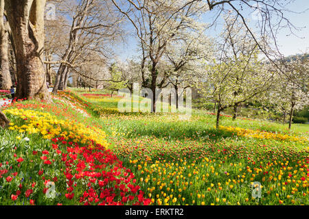 Campo di tulipani, Isola di Mainau in primavera, il lago di Costanza, Baden-Württemberg, Germania, Europa Foto Stock